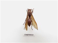 藏品(蜂)的圖片